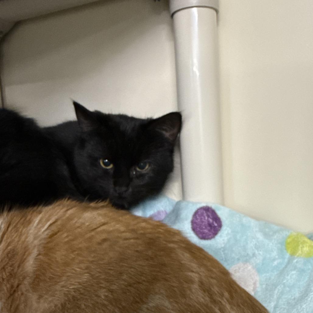 Enlarge Fajita, a Adoptable Domestic Short Hair in Spanish Fork, UT image 2/2