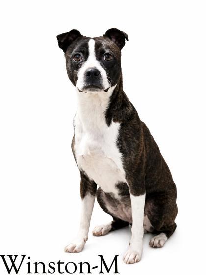 Enlarge Winston, a Adoptable mixed breed in Guntersville, AL image 1/1