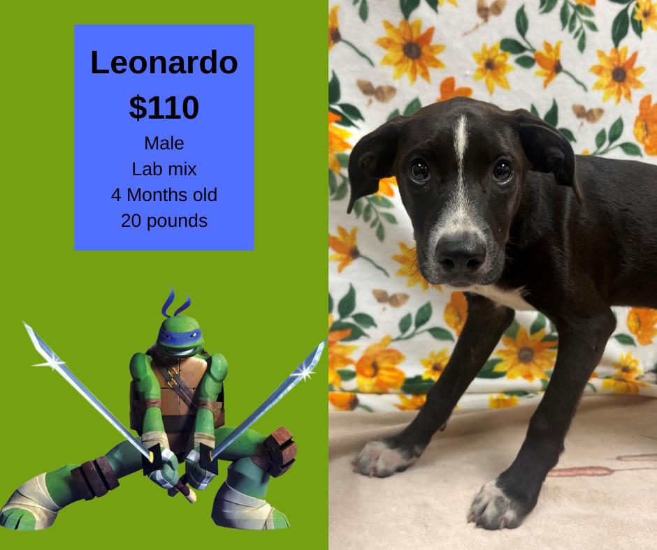Enlarge Leonardo, a Adoptable mixed breed in Decatur, AL image 1/1