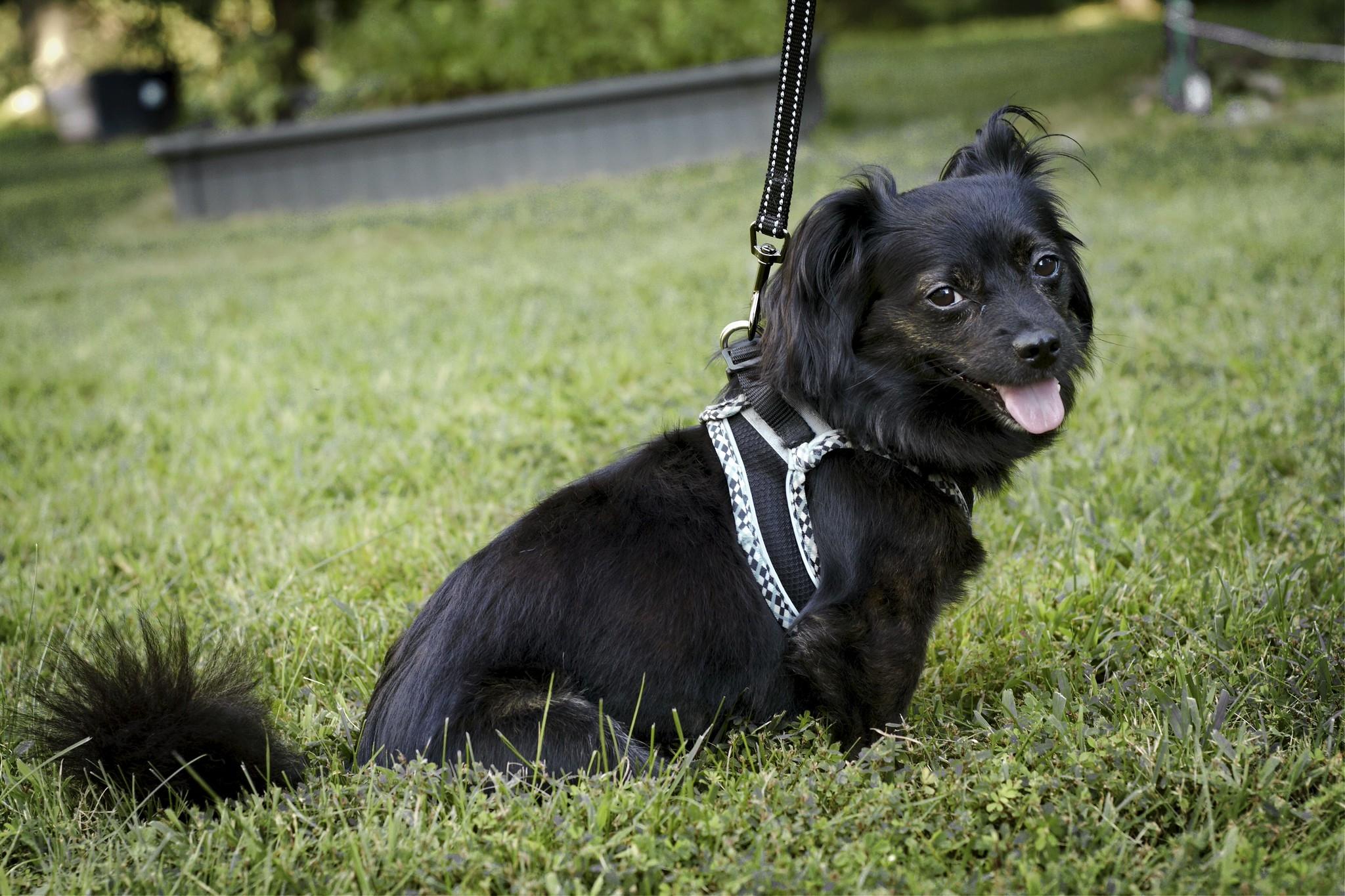 Enlarge Finn, a Adoptable mixed breed in Ellicott City, MD image 3/6