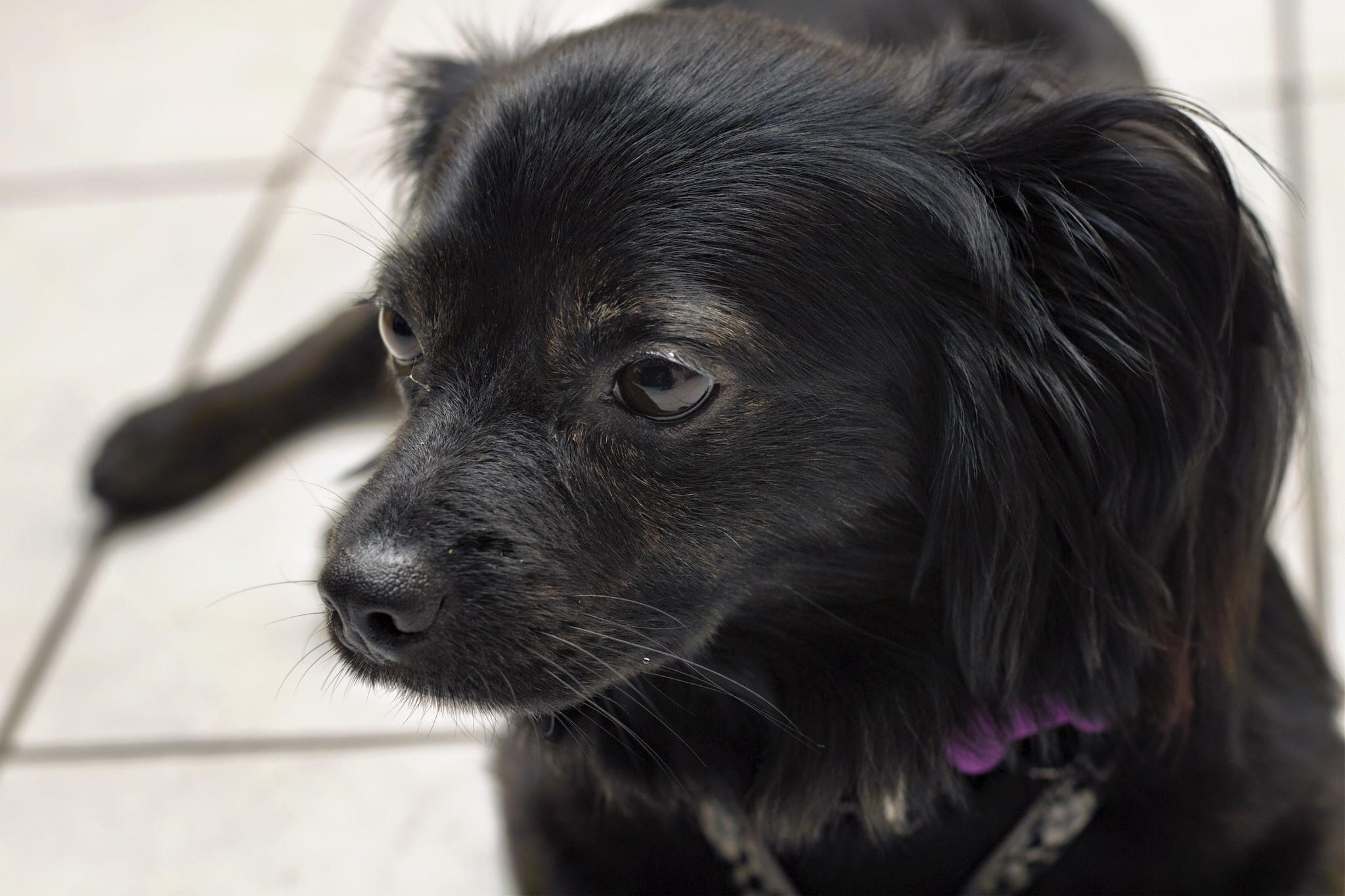 Enlarge Finn, a Adoptable mixed breed in Ellicott City, MD image 6/6
