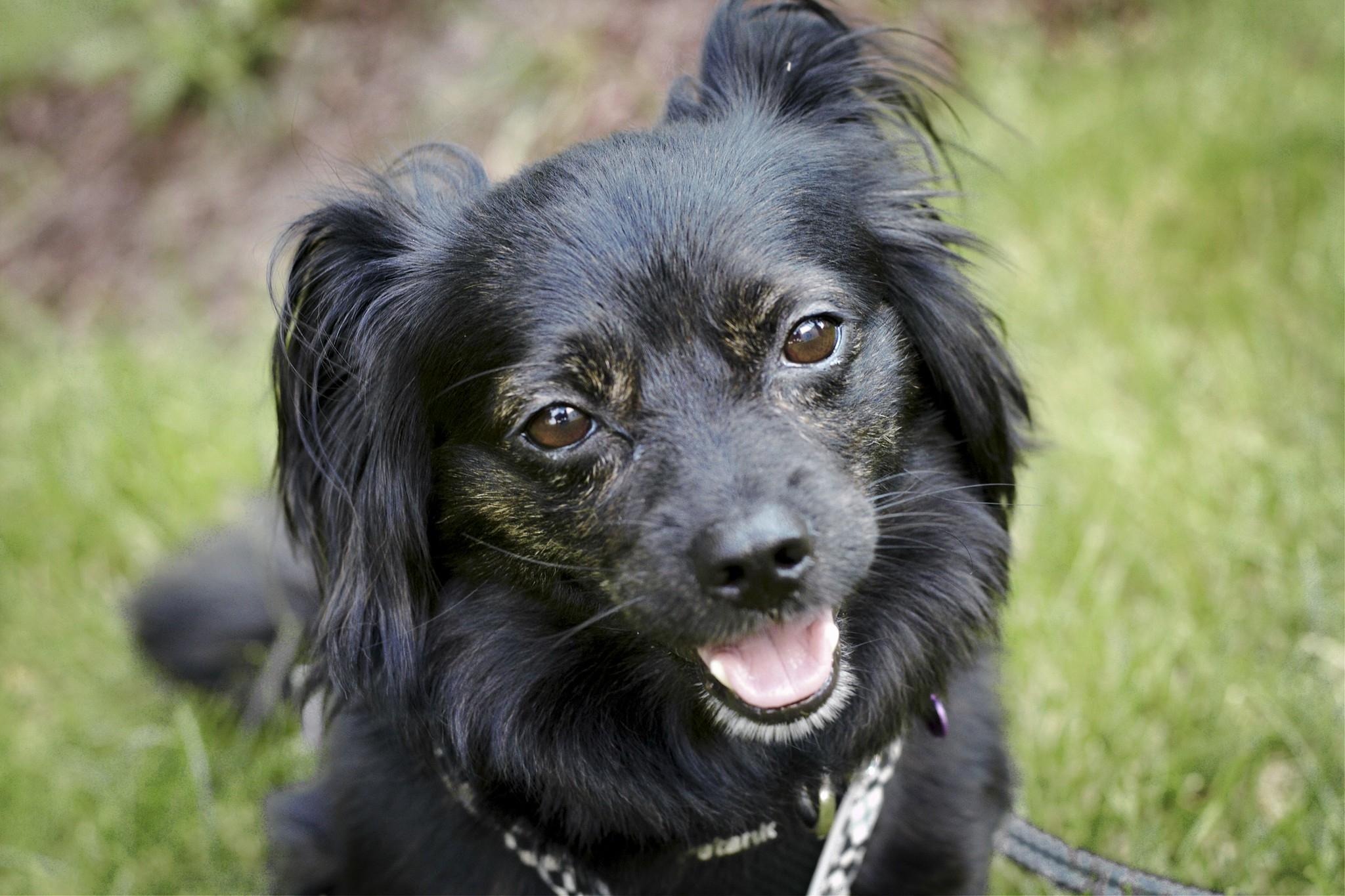 Enlarge Finn, a Adoptable mixed breed in Ellicott City, MD image 5/6