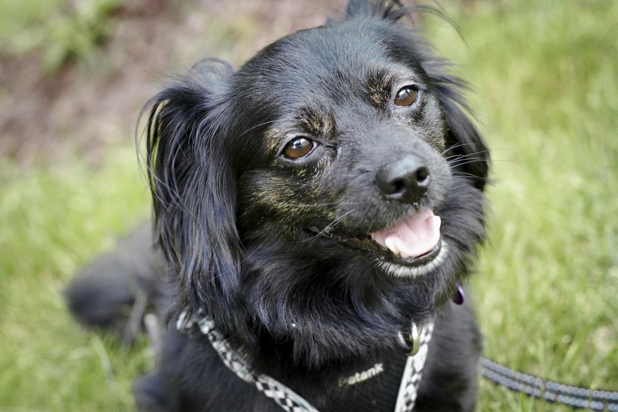Enlarge Finn, a Adoptable mixed breed in Ellicott City, MD image 4/6