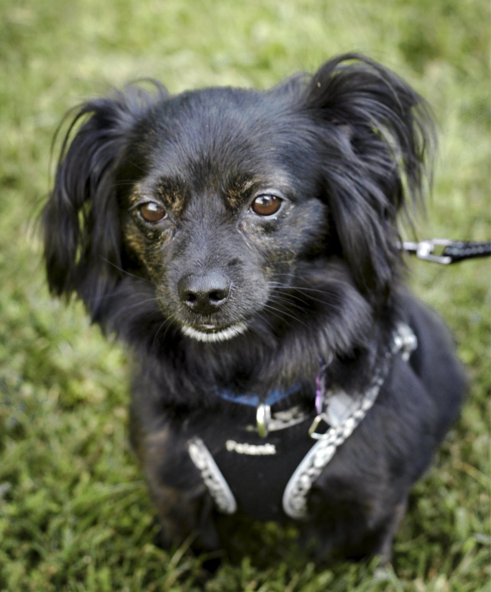 Finn, Adoptable, Adult Male Papillon & Mixed Breed.