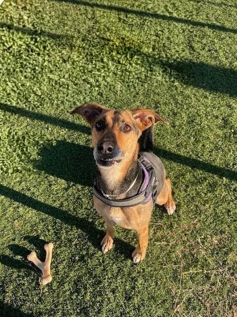 Enlarge Luna, a Adoptable mixed breed in Statesville, NC image 1/4