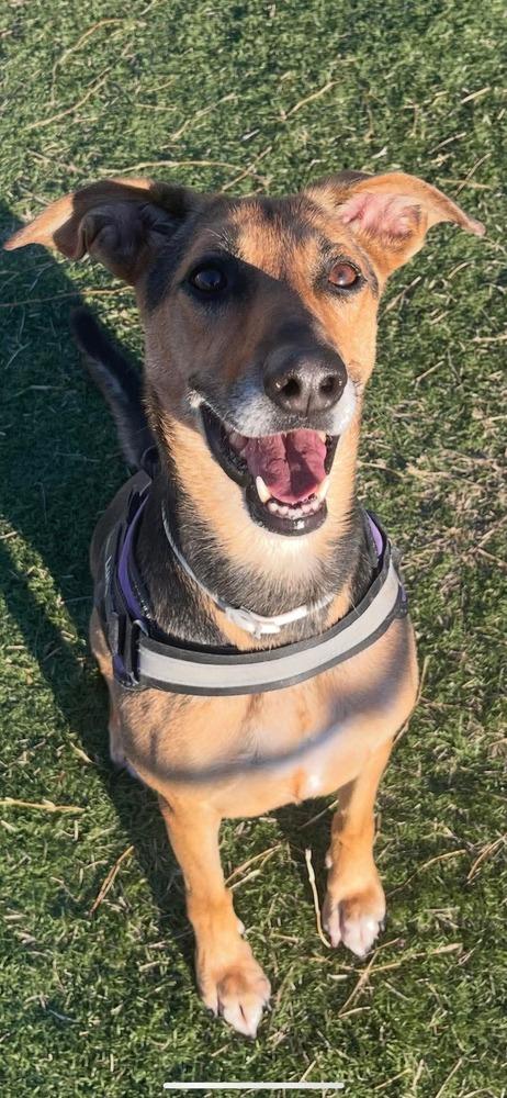 Enlarge Luna, a Adoptable mixed breed in Statesville, NC image 2/4