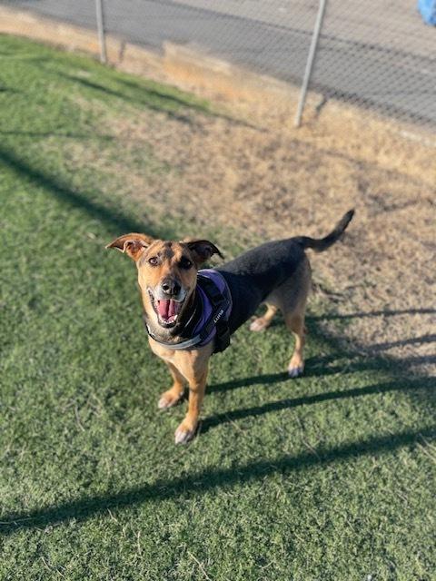 Enlarge Luna, a Adoptable mixed breed in Statesville, NC image 4/4