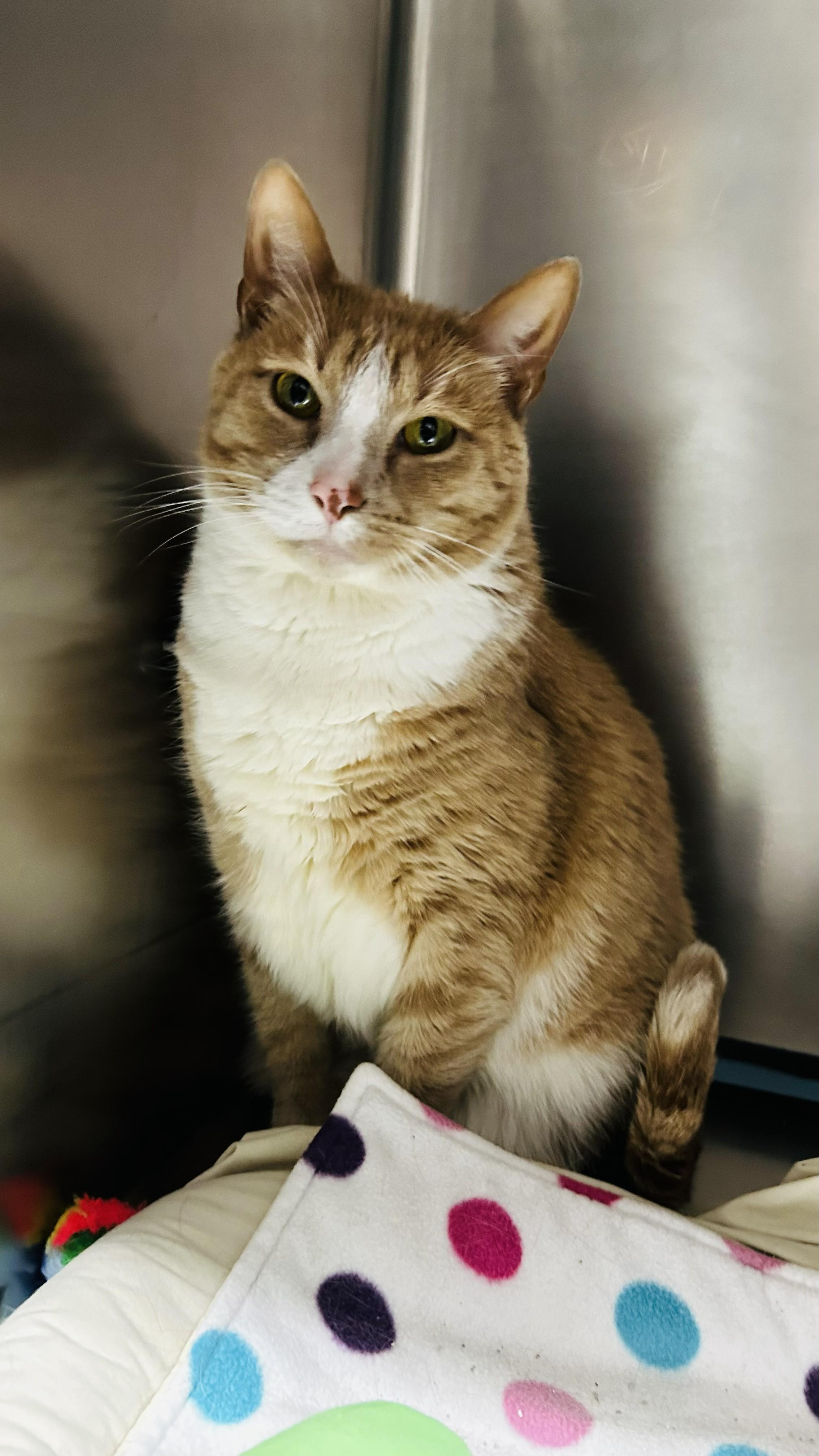 Floyd, a Adopted Domestic Short Hair in Crestwood, MO image 2/3