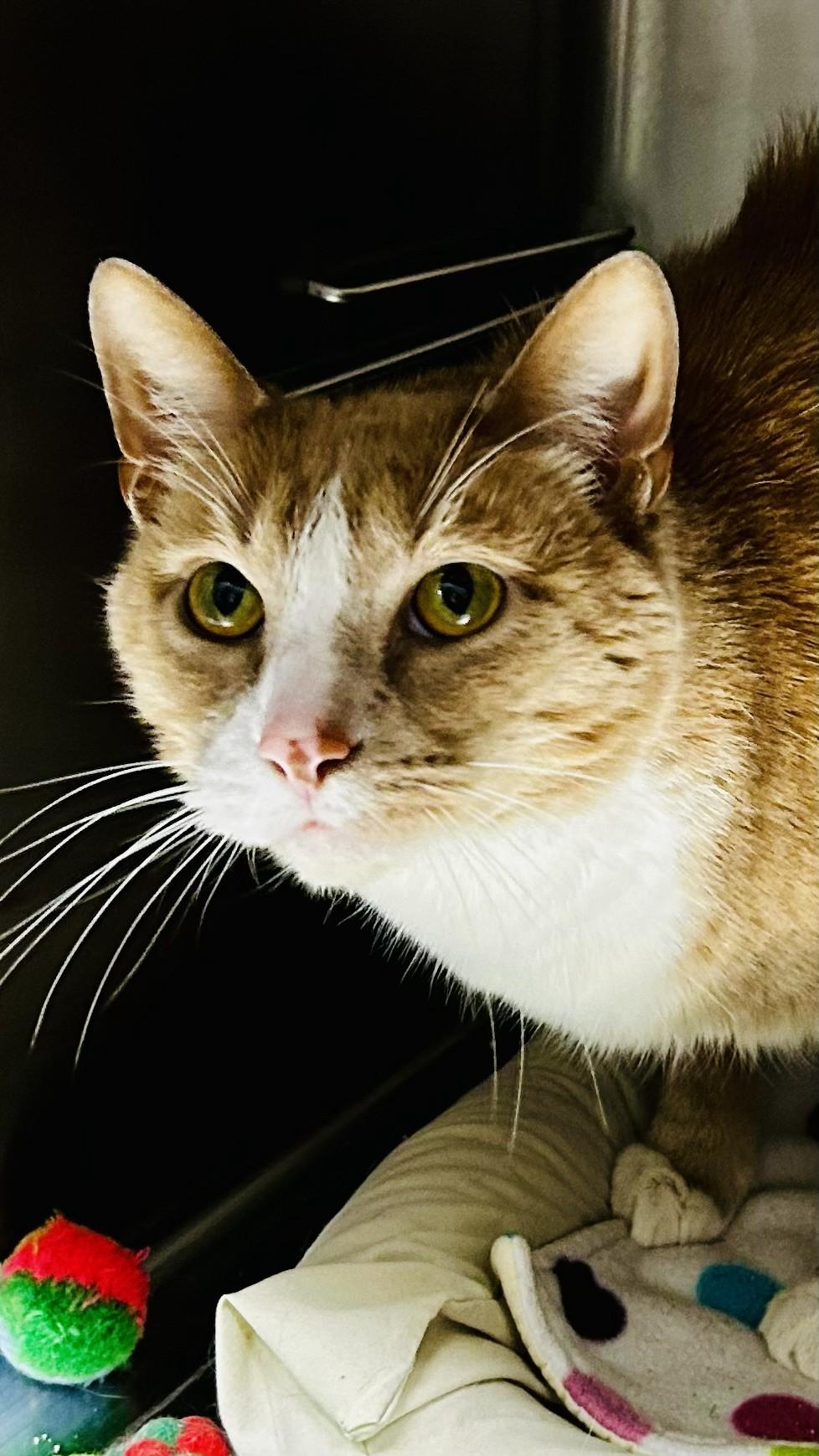 Floyd, a Adopted Domestic Short Hair in Crestwood, MO image 3/3