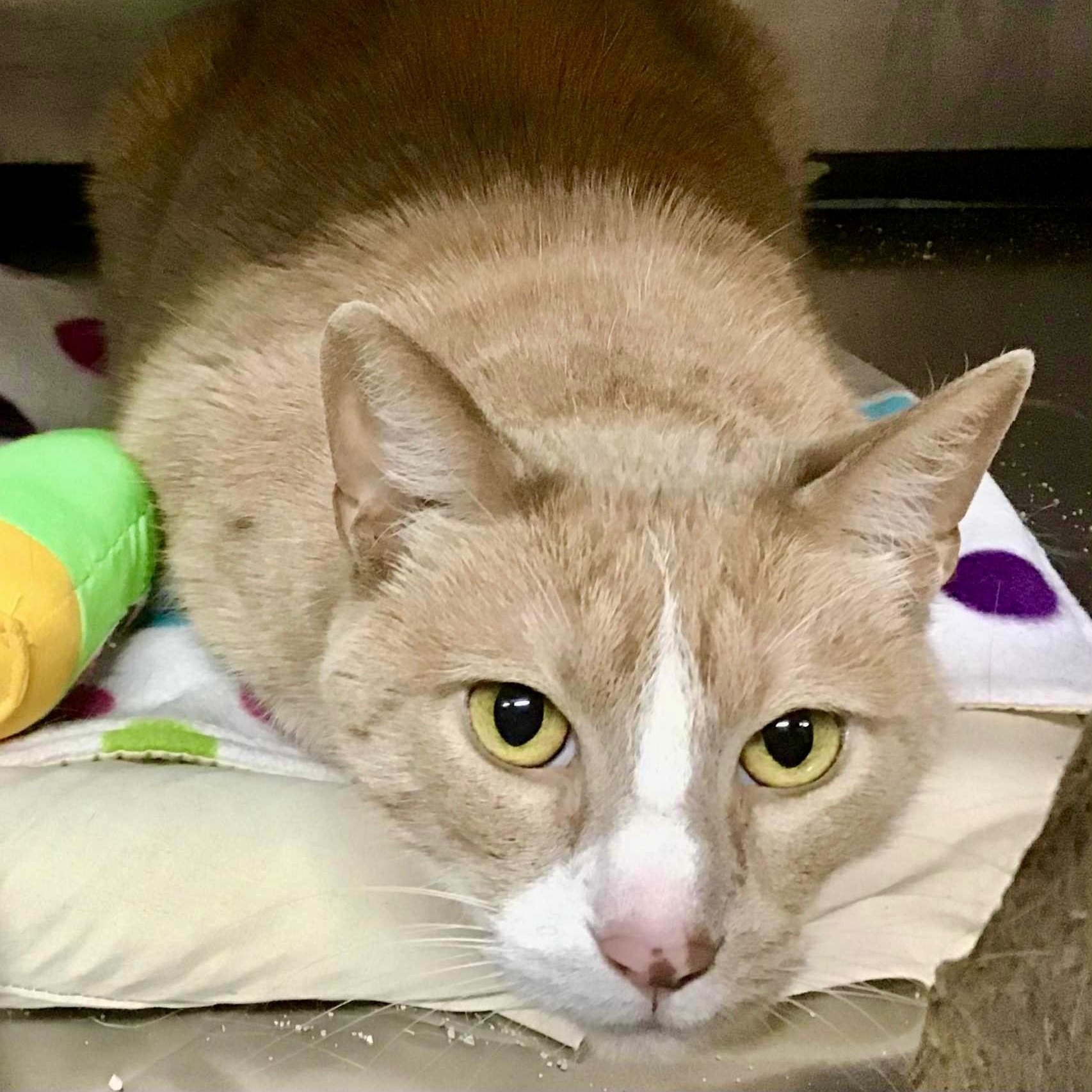 Floyd, Adopted, Adult Male Domestic Short Hair.