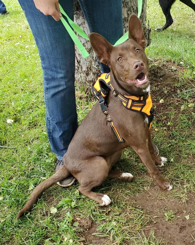 Tessa, Adoptable, Young Female Labrador Retriever.