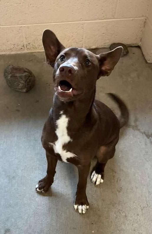 Tessa, a Adoptable mixed breed in Lakeside, AZ image 2/4