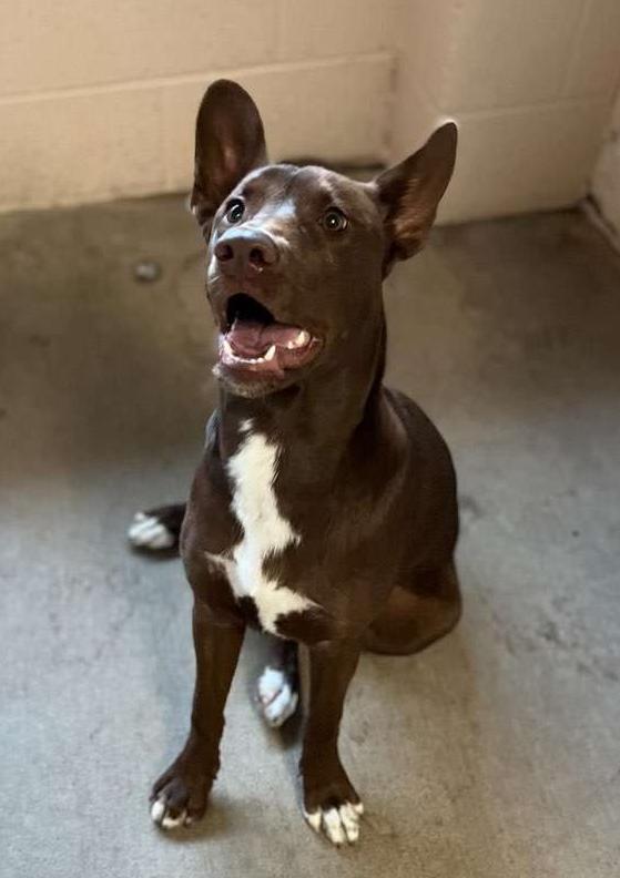 Tessa, Adoptable, Young Female Labrador Retriever.