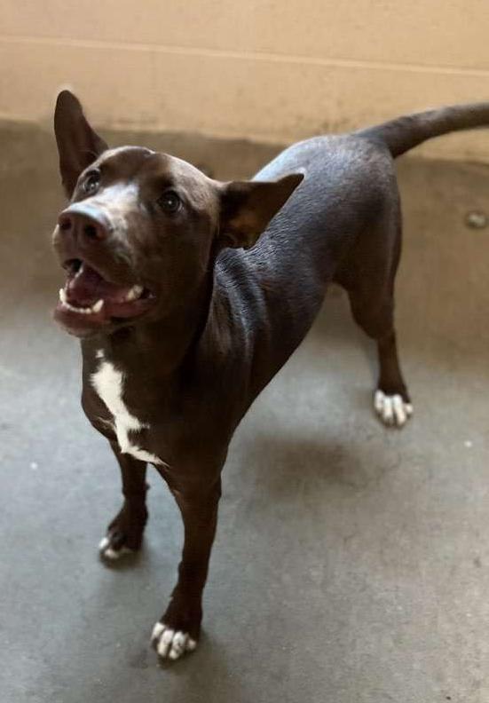 Tessa, a Adoptable mixed breed in Lakeside, AZ image 4/4