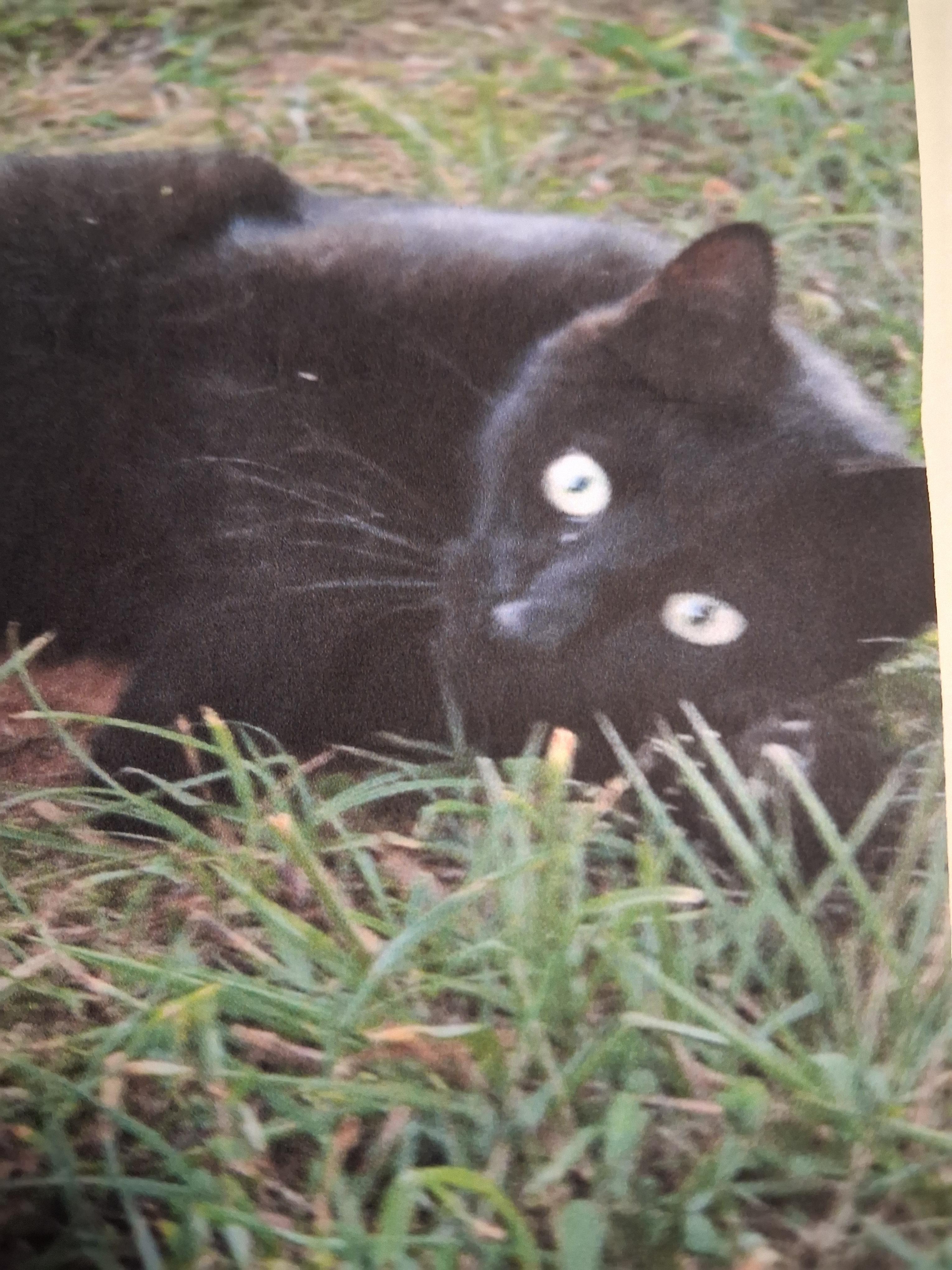 Binx, Adopted, Adult Male Domestic Short Hair.