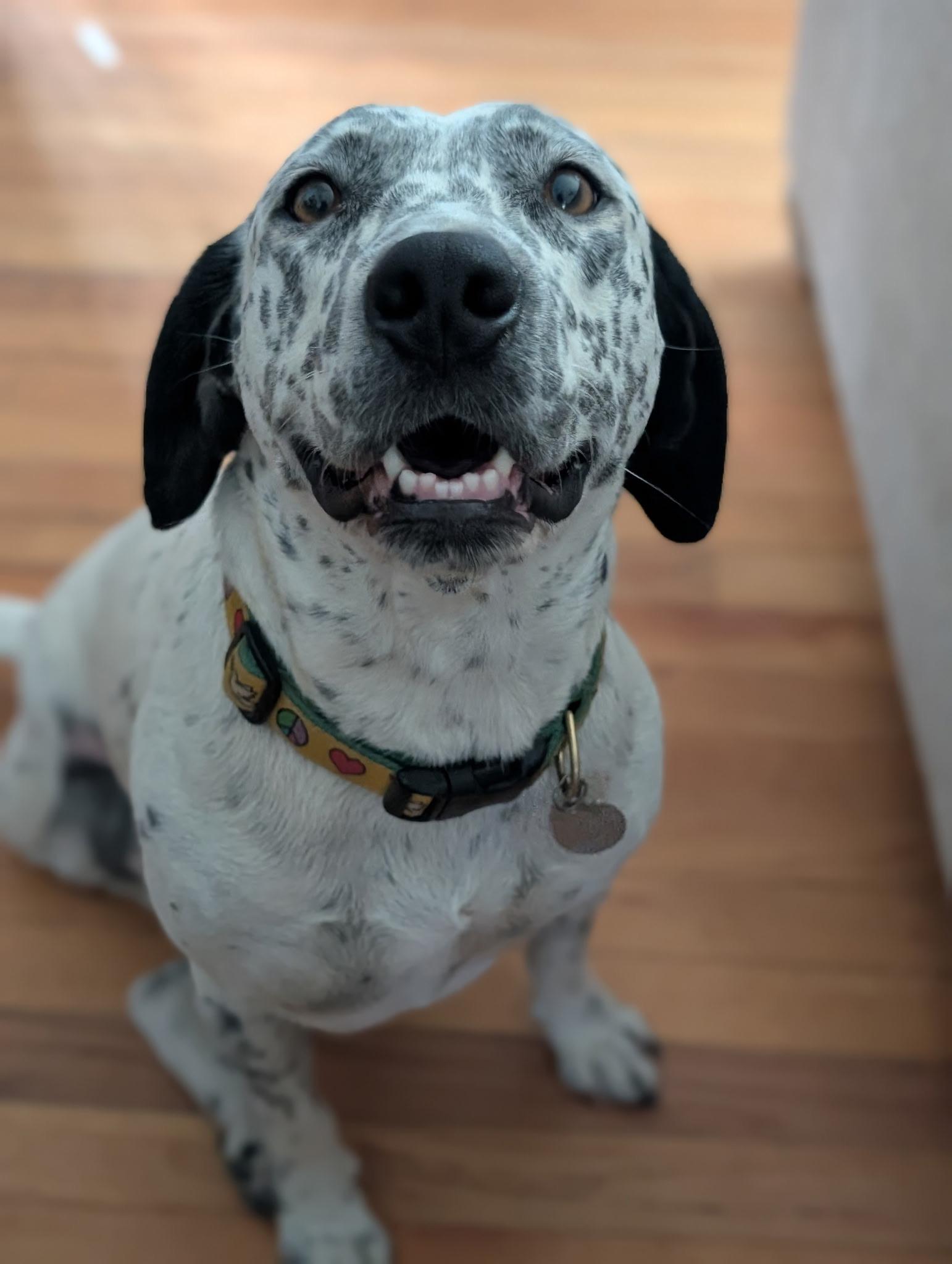 Enlarge Dove, a Adoptable mixed breed in Sagaponack, NY image 6/6
