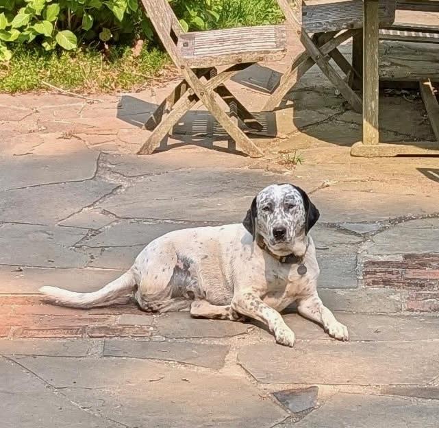 Enlarge Dove, a Adoptable mixed breed in Sagaponack, NY image 2/6