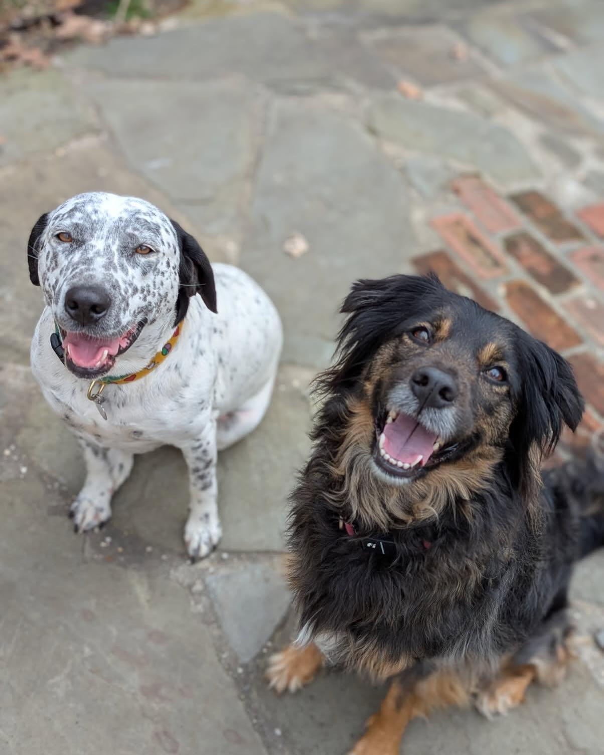 Enlarge Dove, a Adoptable mixed breed in Sagaponack, NY image 5/6