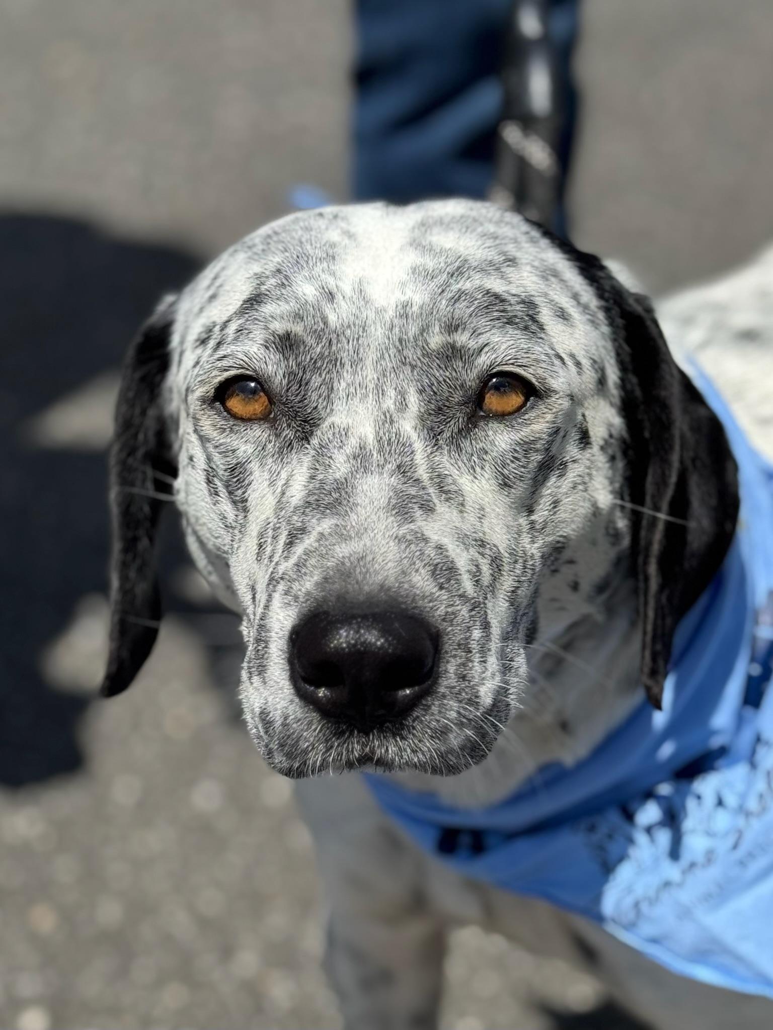 Enlarge Dove, a Adoptable mixed breed in Sagaponack, NY image 4/6