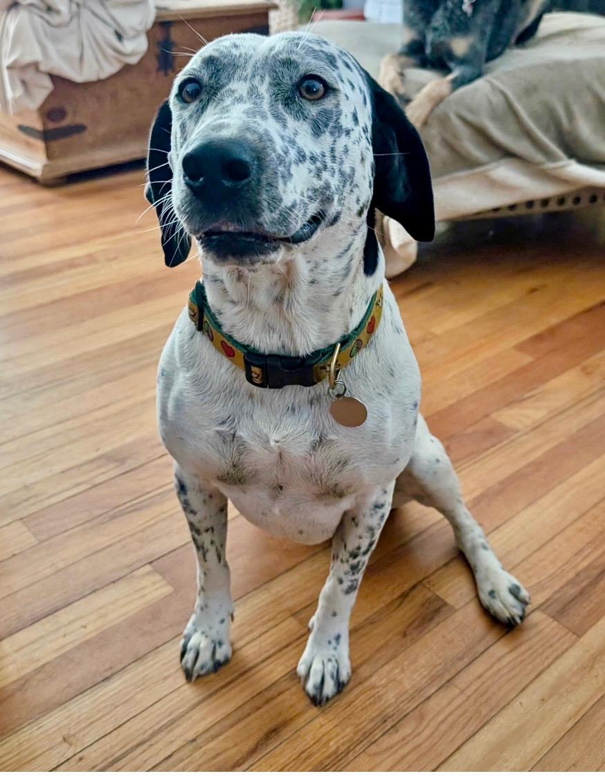 Dove, Adoptable, Adult Female Pointer & Dalmatian.