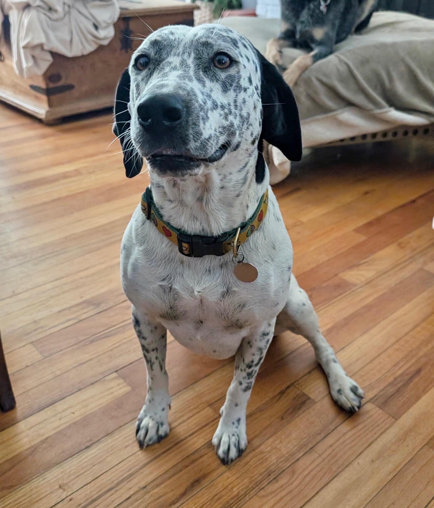 Dove, Adoptable, Adult Female Pointer & Dalmatian.
