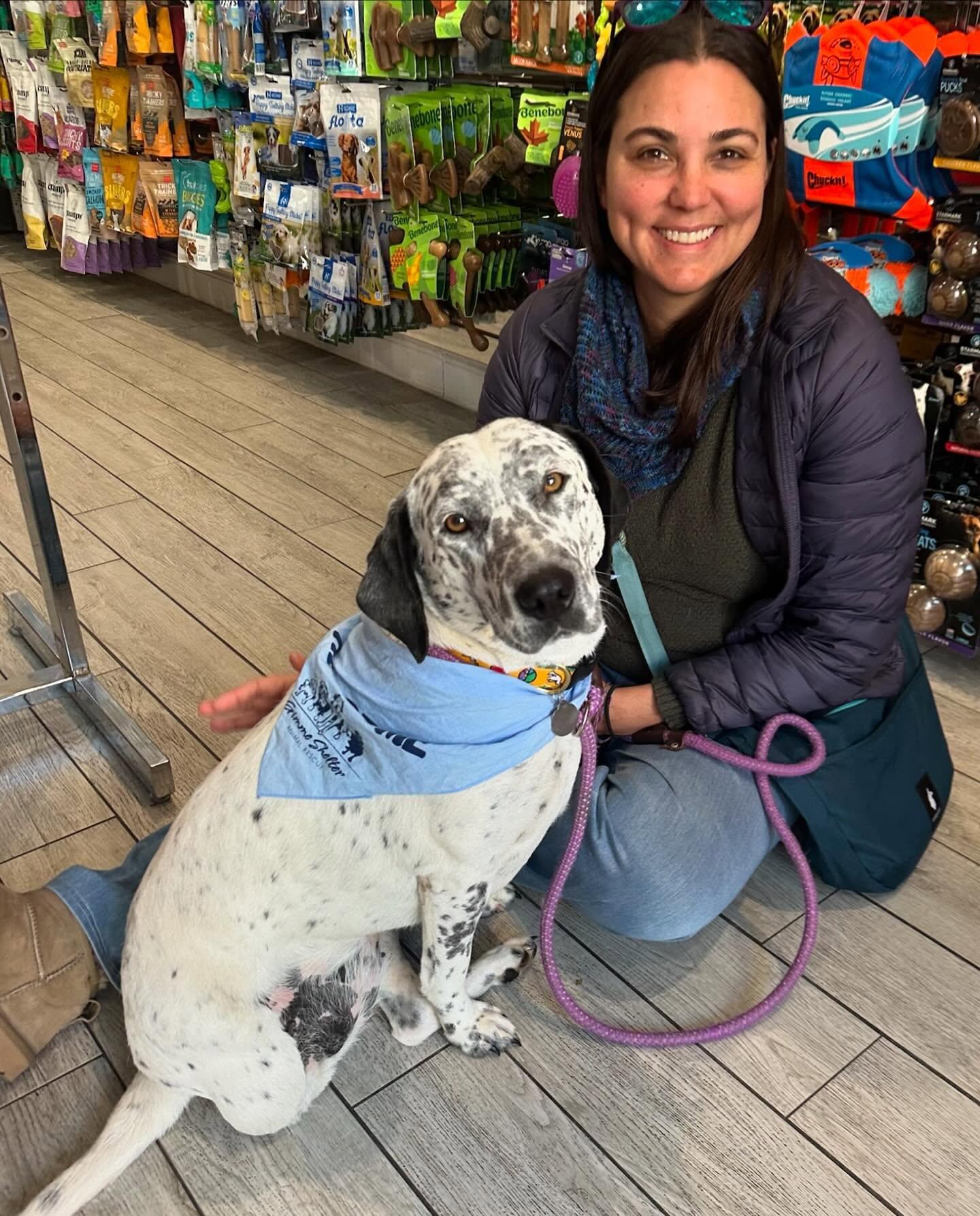 Enlarge Dove, a Adoptable mixed breed in Sagaponack, NY image 6/6