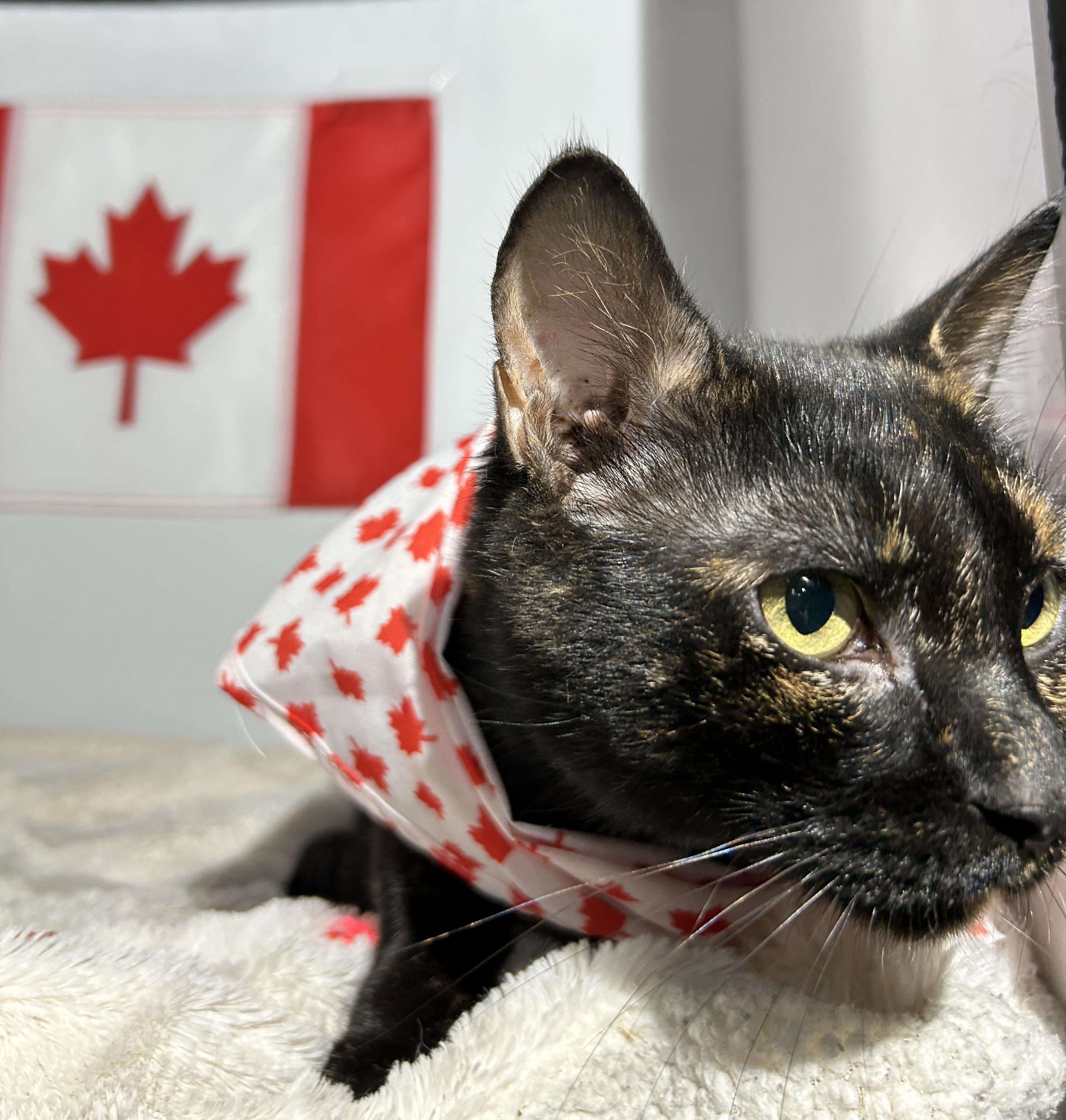 DAISY, Adult Female Domestic Short Hair