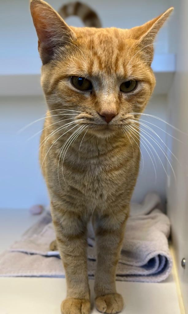 Gourd-O, a Adoptable mixed breed in Greenfield, IN image 1/3