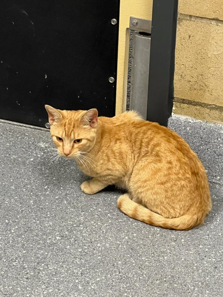 Gourd-O, a Adoptable mixed breed in Greenfield, IN image 2/3
