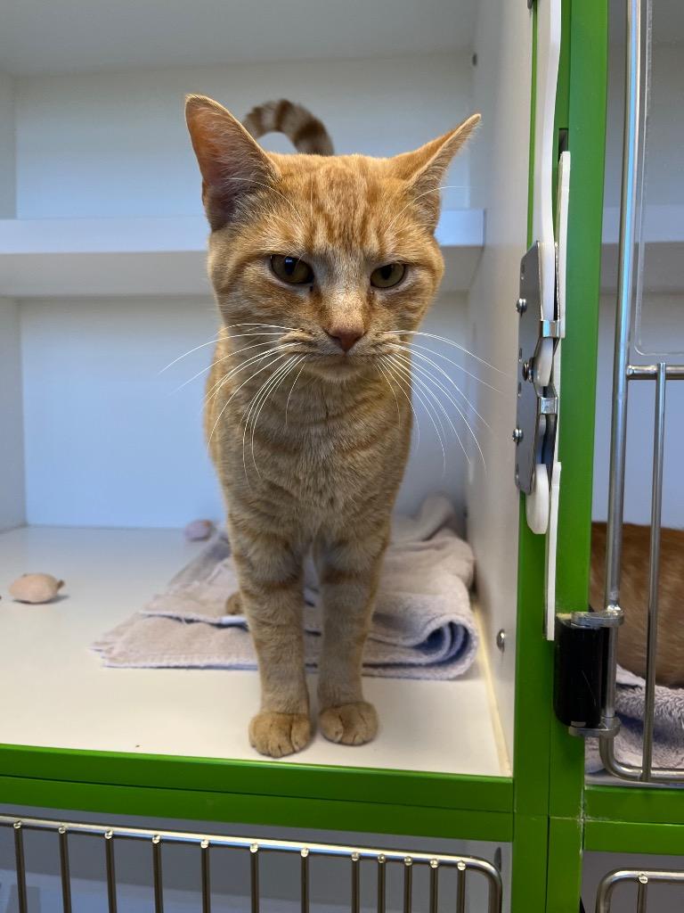 Gourd-O, a Adoptable mixed breed in Greenfield, IN image 3/3