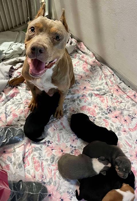 Princess and family, Adoptable, Adult Female Pit Bull Terrier.