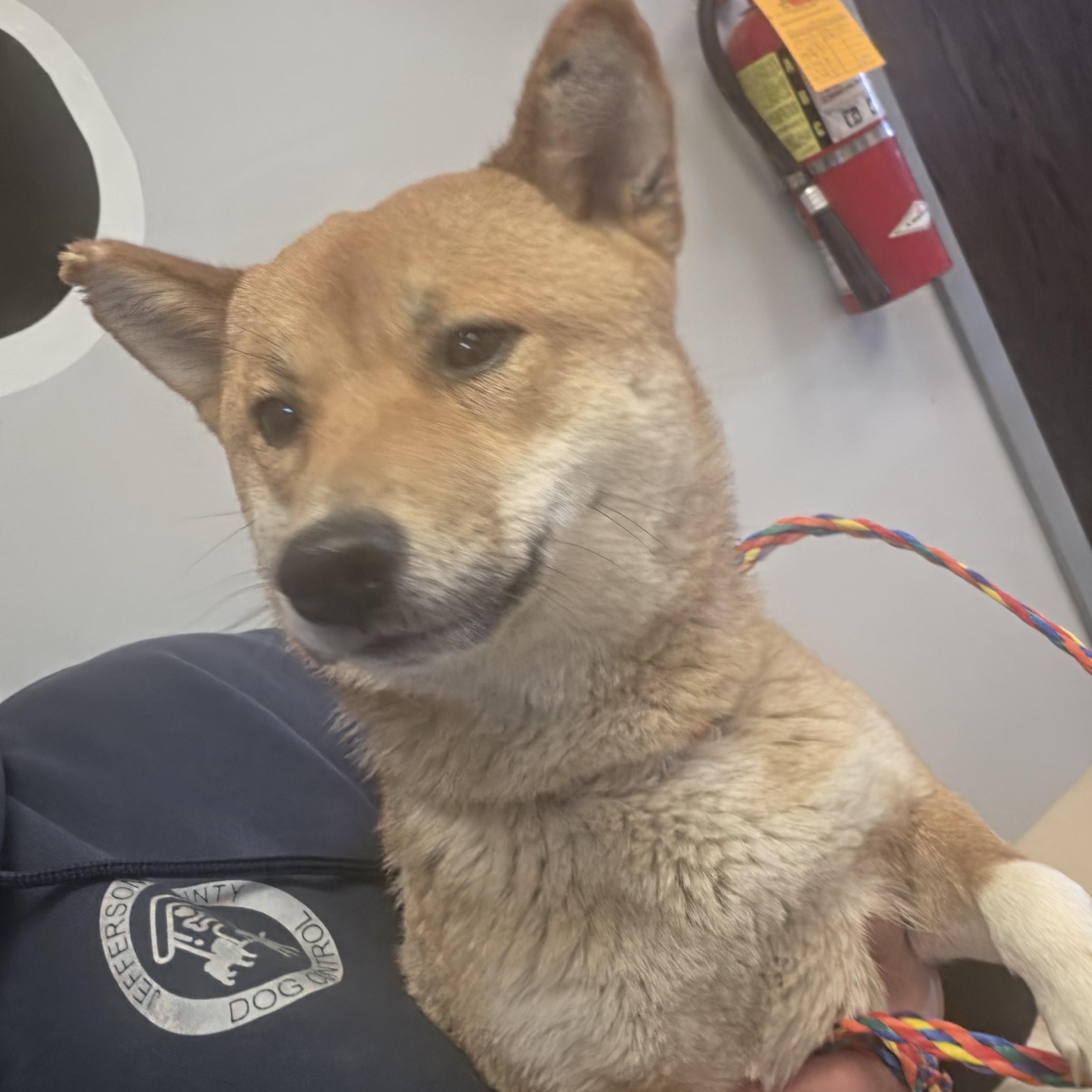 Enlarge Josie, an adopted Shiba Inu in Watertown, NY image 1/1