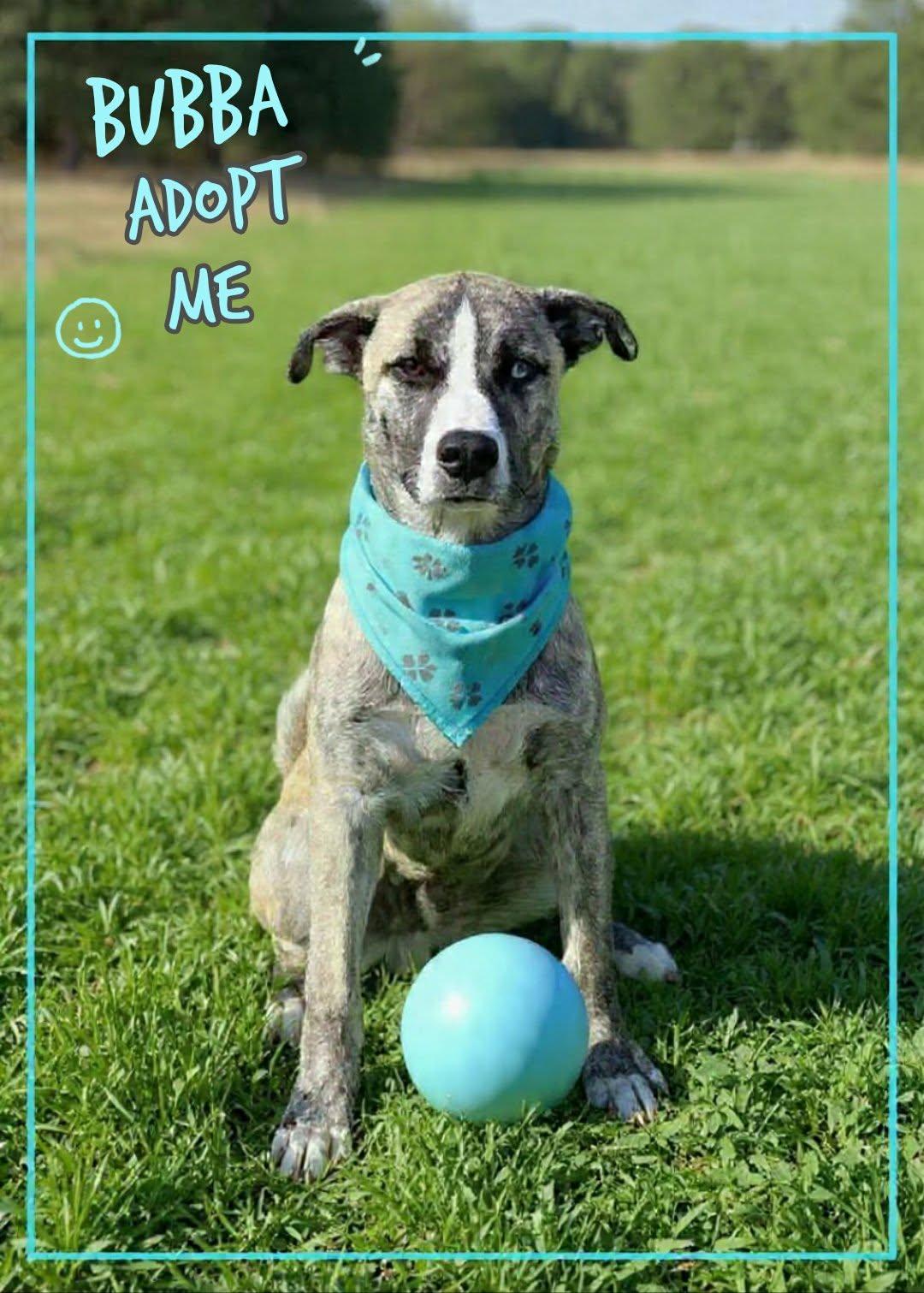 Enlarge Bubba, a ADOPTABLE mixed breed in Grove, OK image 1/4