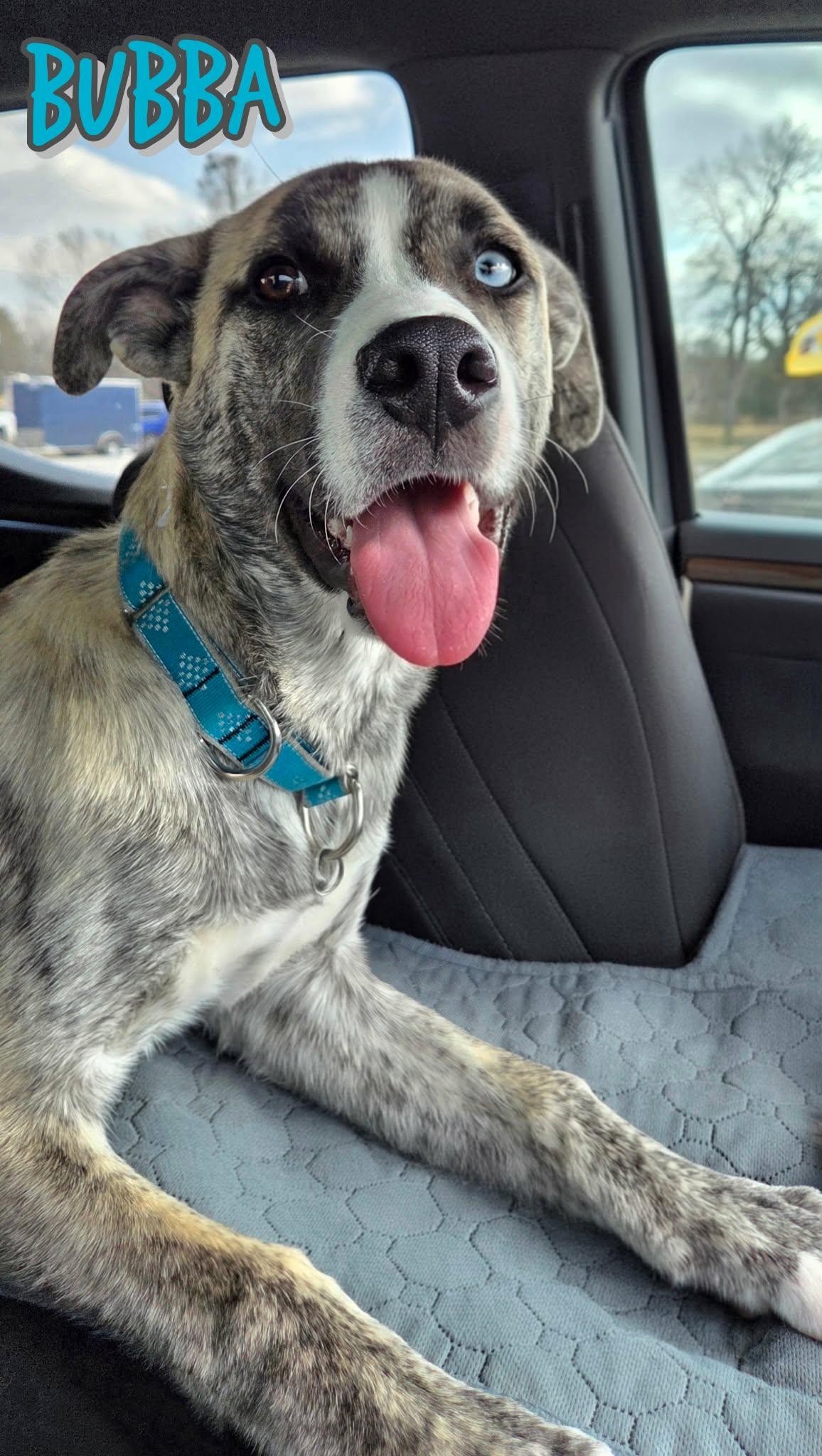 Enlarge Bubba, a ADOPTABLE mixed breed in Grove, OK image 4/4