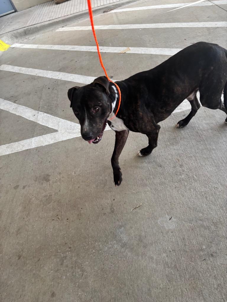 Enlarge Grant, a Adoptable mixed breed in Belton, TX image 1/1