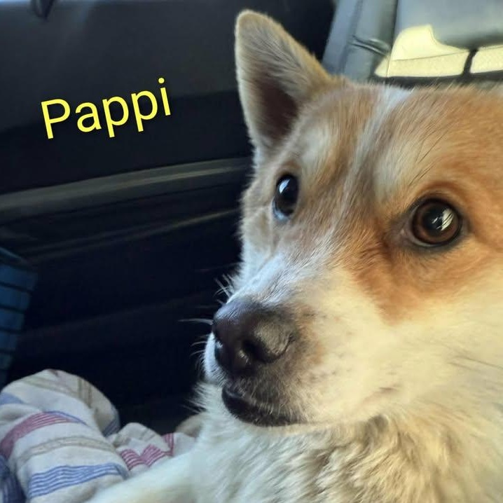 Pappi (20260119-09) — thumbnail 2