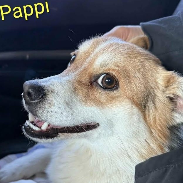 Pappi (20260119-09) — thumbnail 3