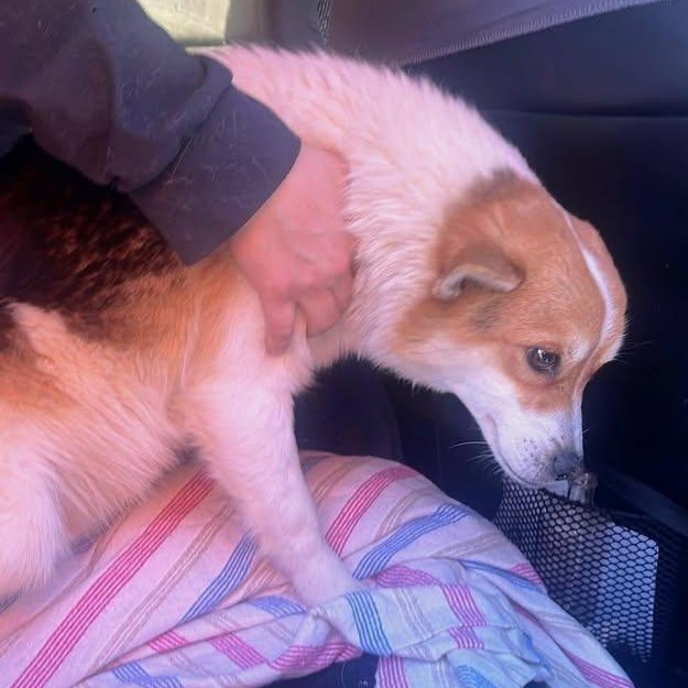 Pappi (20260119-09) — thumbnail 4