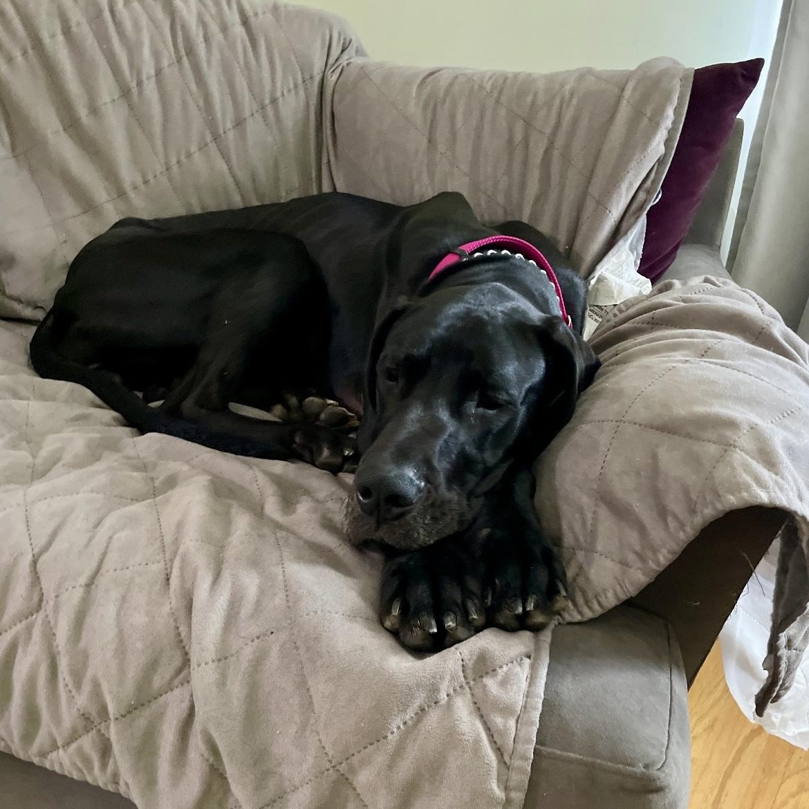 Zola the Dane photo 2