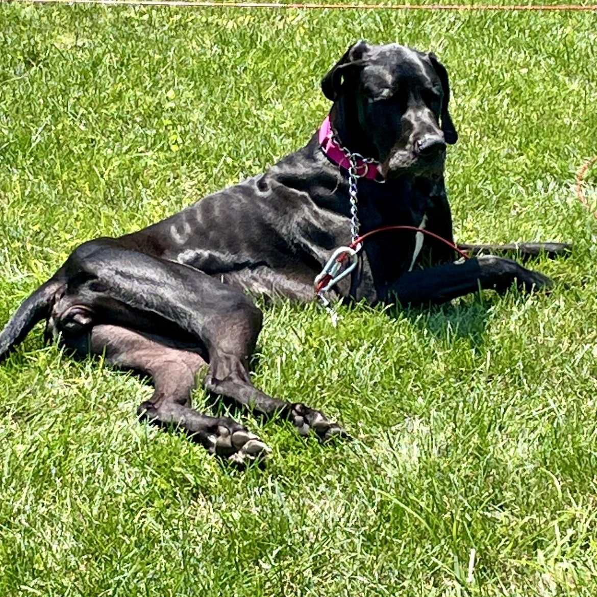 Zola the Dane photo 3