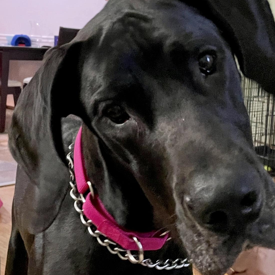 Zola the Dane, Young Female Great Dane