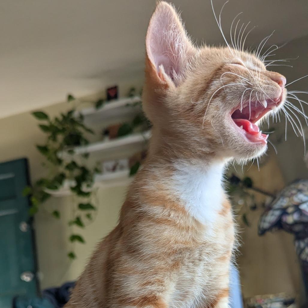 Lemmy, Adoptable, Kitten Male Domestic Short Hair.