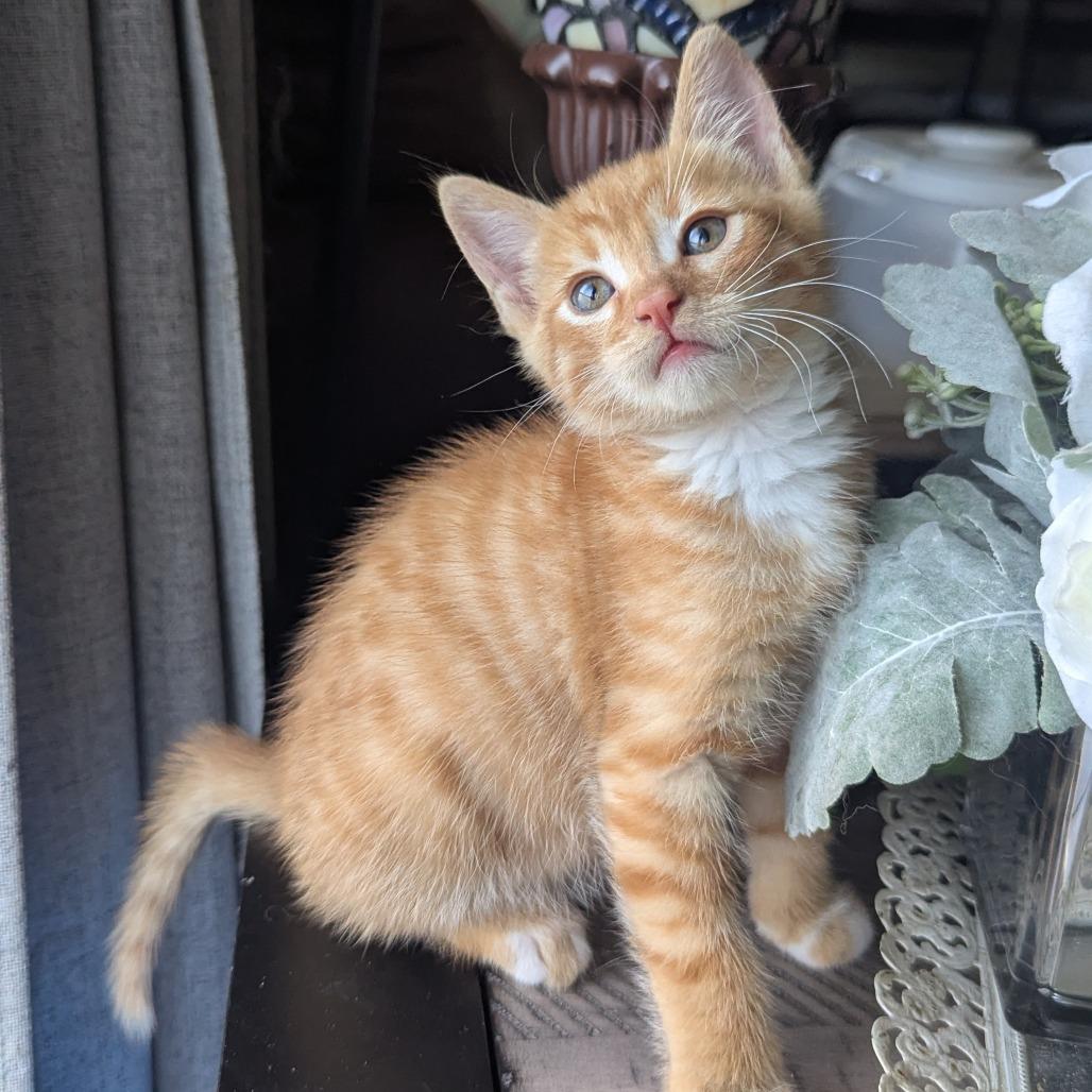 Enlarge Lemmy, a Adoptable Domestic Short Hair in Costa Mesa, CA image 2/5