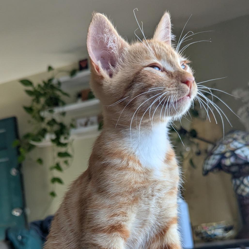Enlarge Lemmy, a Adoptable Domestic Short Hair in Costa Mesa, CA image 3/5