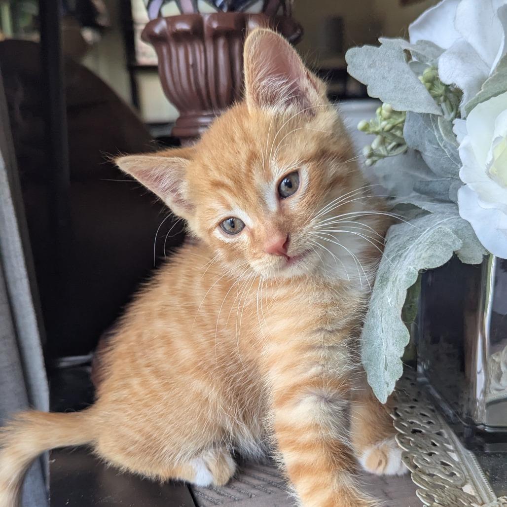 Enlarge Lemmy, a Adoptable Domestic Short Hair in Costa Mesa, CA image 4/5
