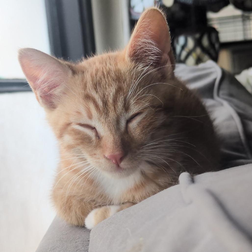 Enlarge Lemmy, a Adoptable Domestic Short Hair in Costa Mesa, CA image 5/5