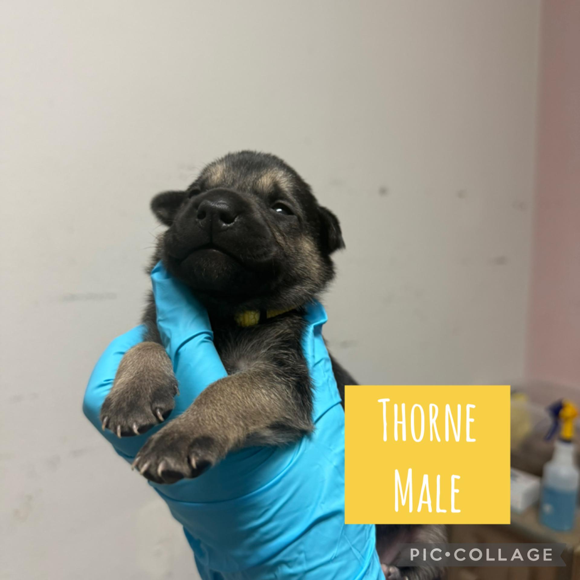 Puppy Thorne- Ready Dec 5!