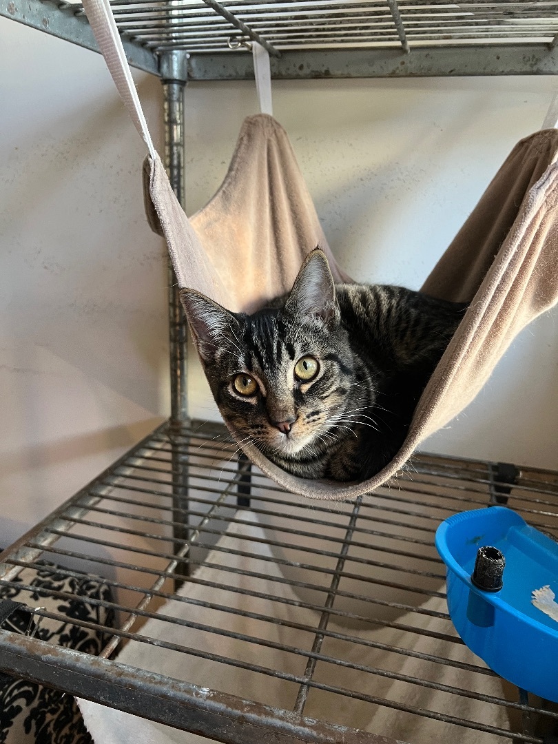 Enlarge Fritz, a Adoptable Tabby in Oakley, CA image 4/4