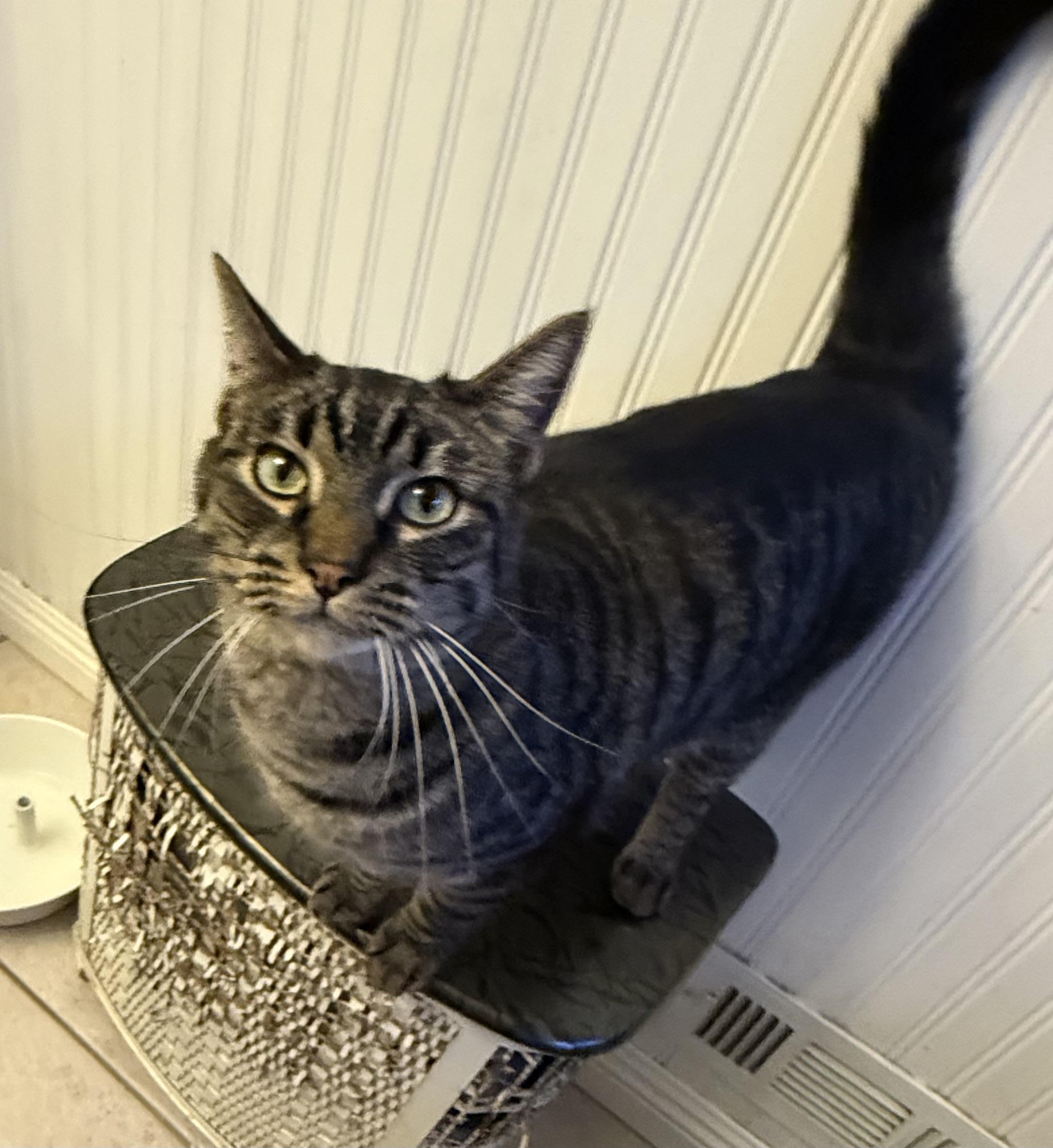 Enlarge Fritz, a Adoptable Tabby in Oakley, CA image 1/4