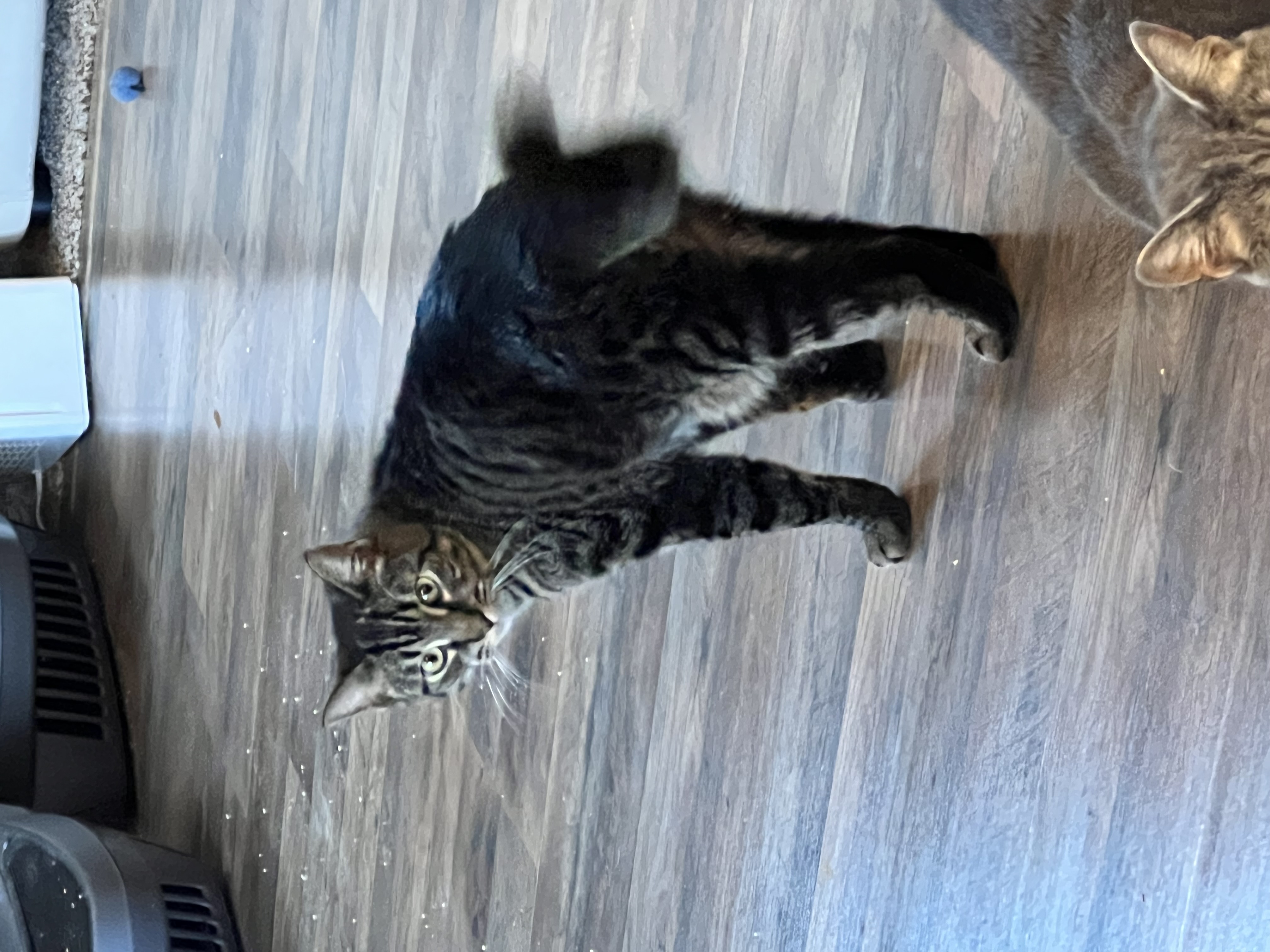 Enlarge Fritz, a Adoptable Tabby in Oakley, CA image 2/4